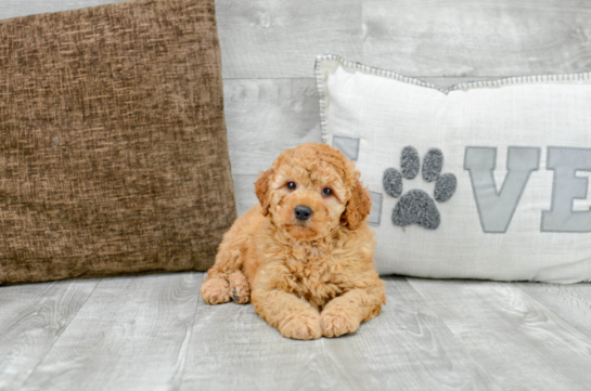 18 week old Mini Goldendoodle Puppy For Sale - Florida Fur Babies