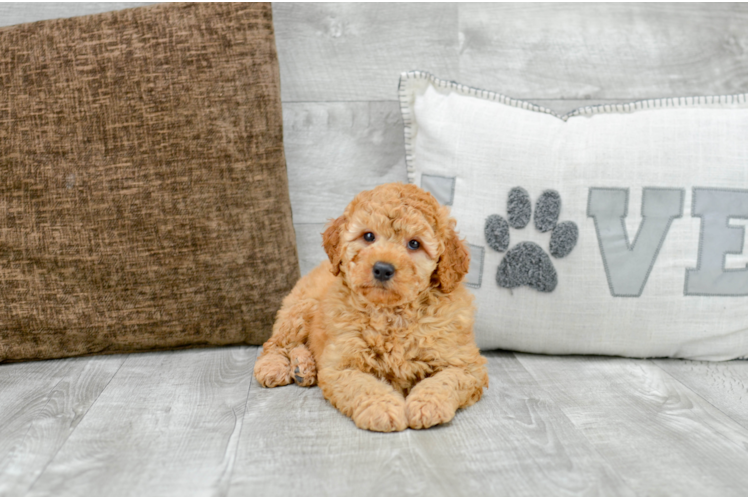 Meet T-Bone - our Mini Goldendoodle Puppy Photo 1/5 - Florida Fur Babies