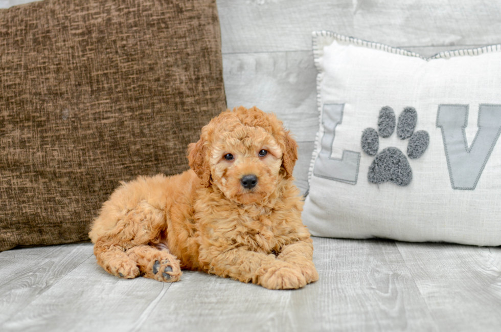 Meet T-Bone - our Mini Goldendoodle Puppy Photo 3/5 - Florida Fur Babies