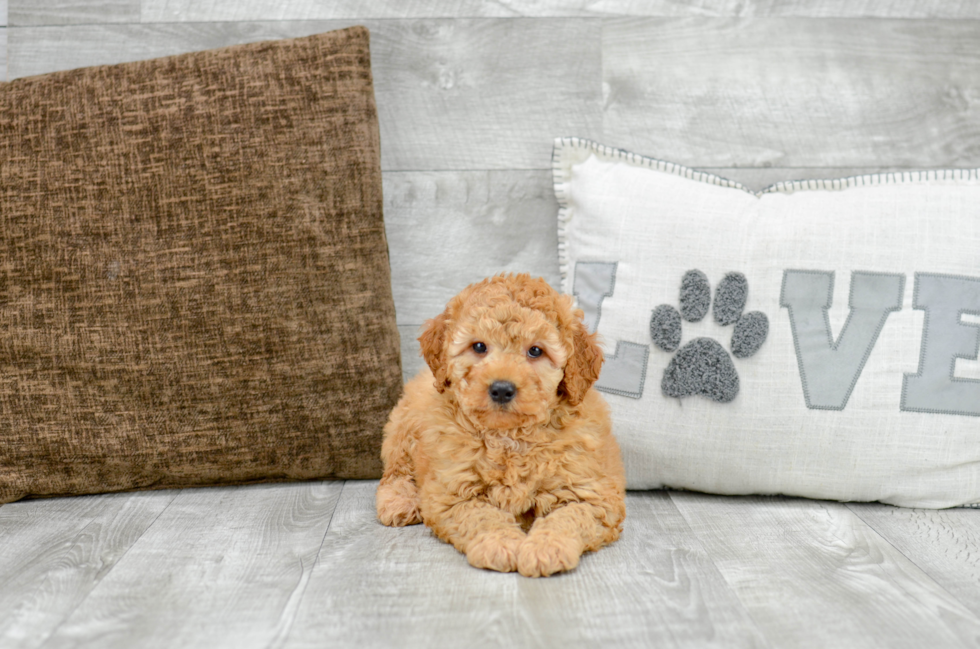 Meet T-Bone - our Mini Goldendoodle Puppy Photo 4/5 - Florida Fur Babies