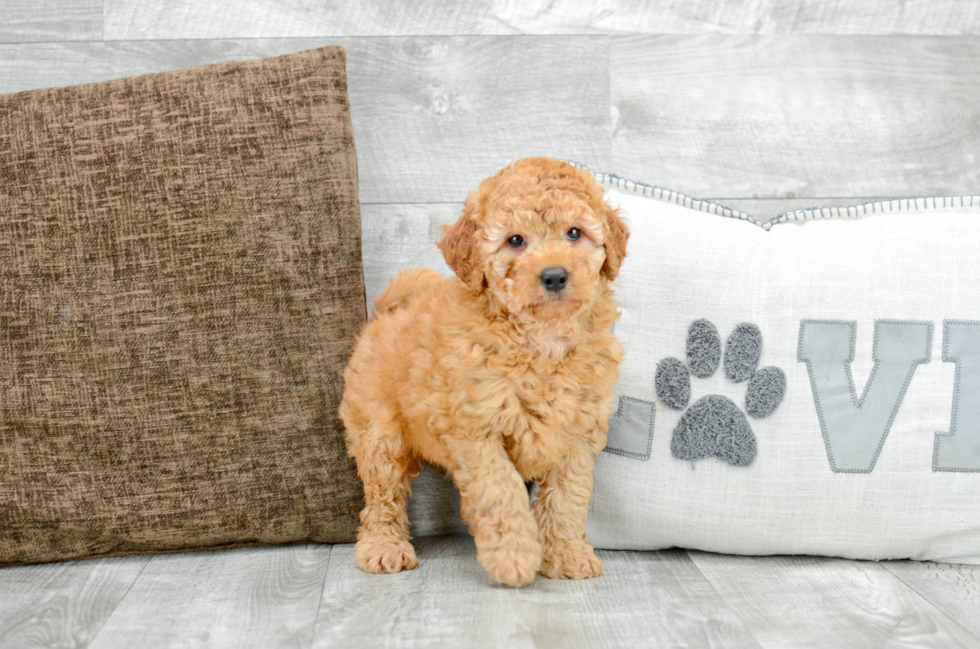 Meet T-Bone - our Mini Goldendoodle Puppy Photo 5/5 - Florida Fur Babies