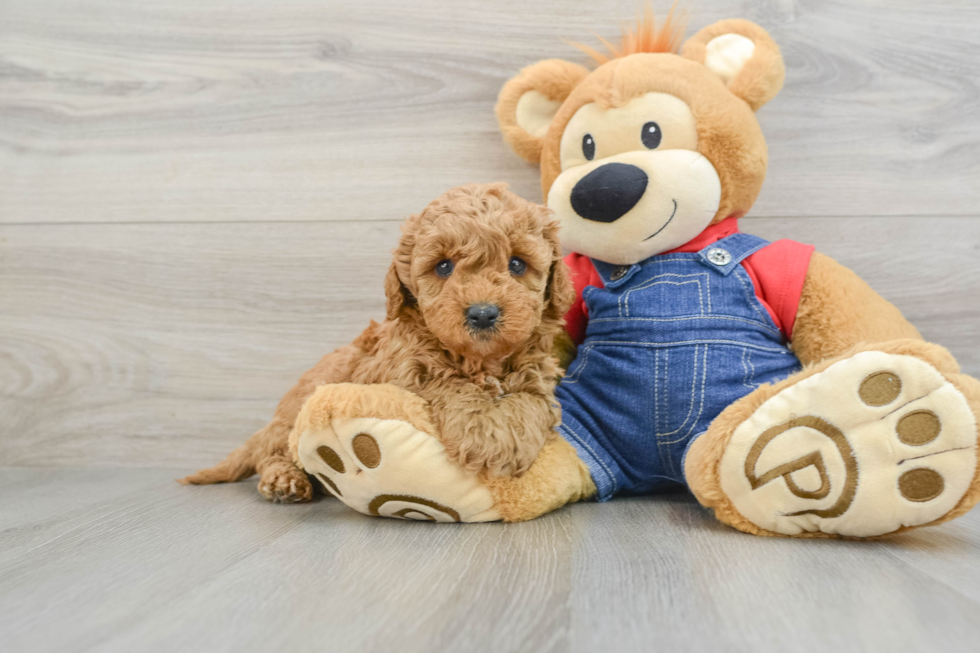 Energetic Golden Doodle Poodle Mix Puppy