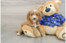 Sweet Mini Goldendoodle Baby