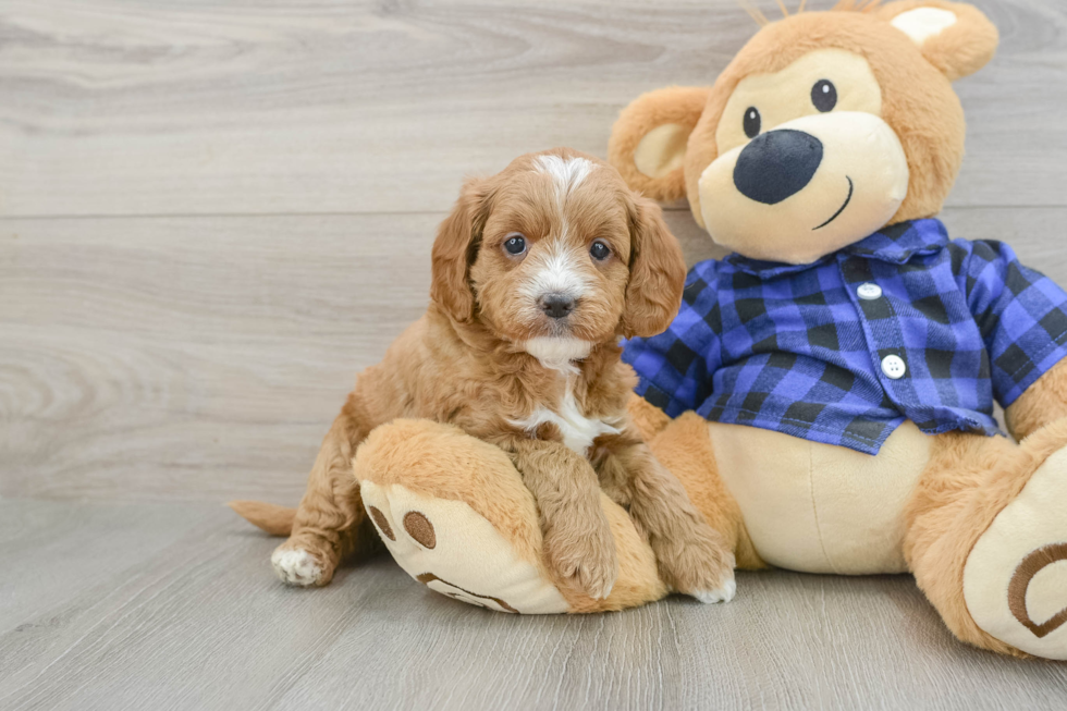 Sweet Mini Goldendoodle Baby