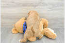 Adorable Golden Retriever Poodle Mix Poodle Mix Puppy