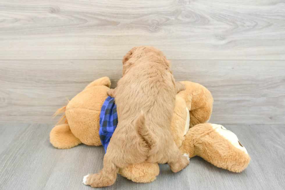 Adorable Golden Retriever Poodle Mix Poodle Mix Puppy