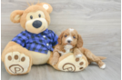 Best Mini Goldendoodle Baby