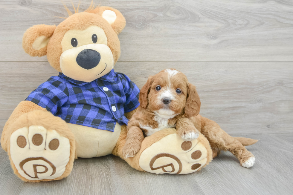 Best Mini Goldendoodle Baby