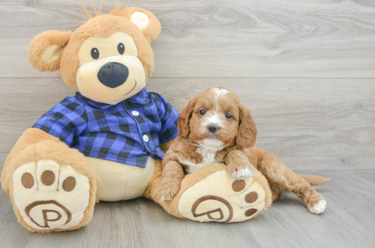 Best Mini Goldendoodle Baby