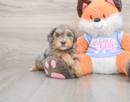 6 week old Mini Goldendoodle Puppy For Sale - Florida Fur Babies