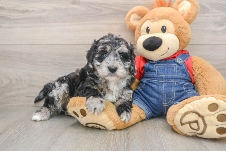Playful Mini Groodle Poodle Mix Puppy