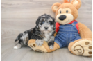 Playful Mini Groodle Poodle Mix Puppy