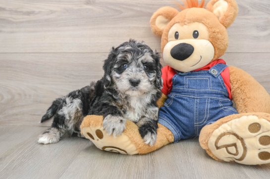 Playful Mini Groodle Poodle Mix Puppy