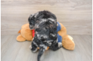 Cute Mini Goldendoodle Baby