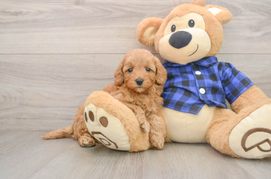 Mini Goldendoodle Pup Being Cute