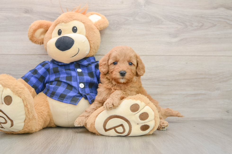 Hypoallergenic Mini Goldiepoo Poodle Mix Puppy