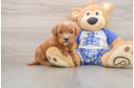 Popular Mini Goldendoodle Poodle Mix Pup