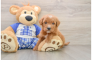 Cute Mini Goldendoodle Baby