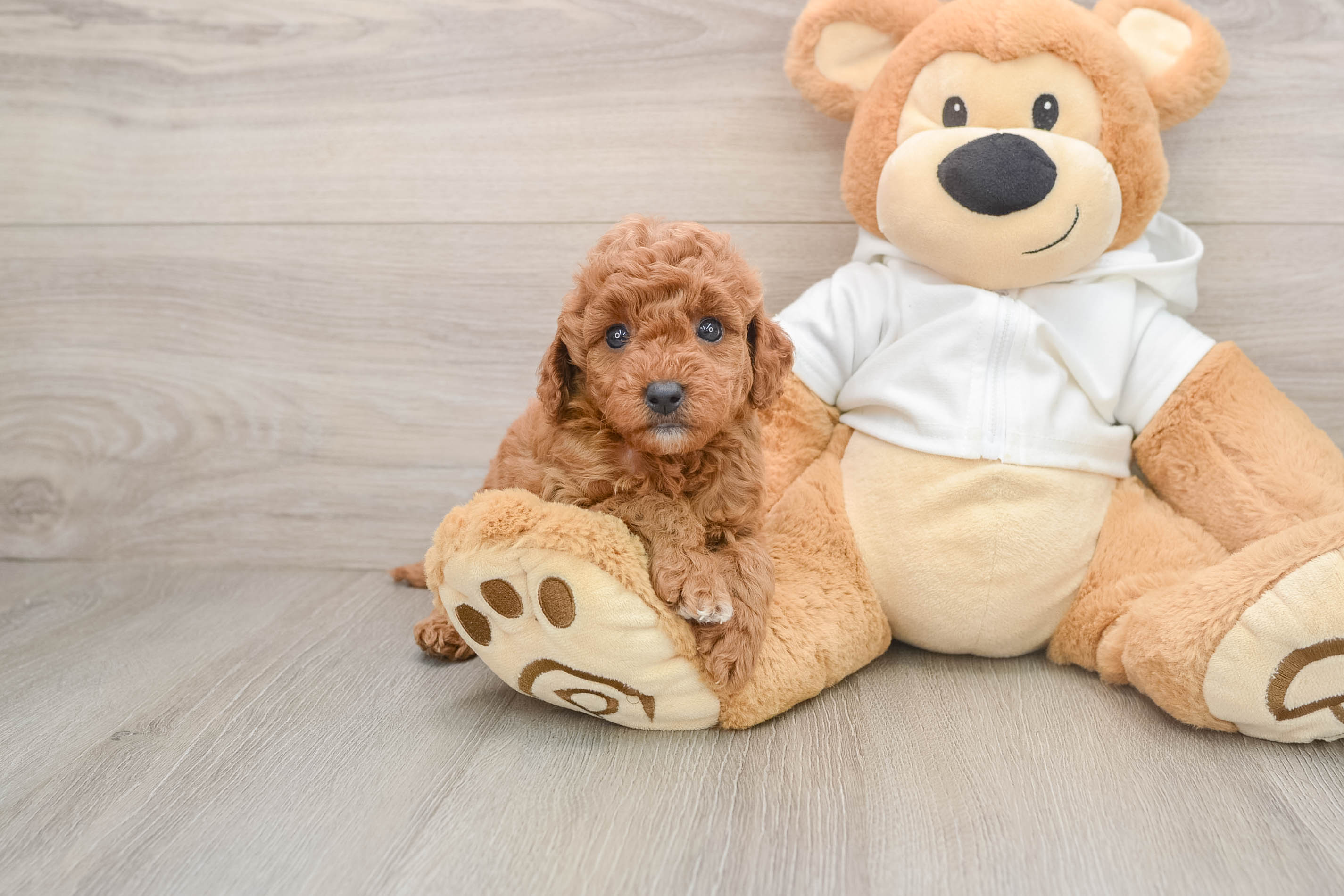 Best Mini Goldendoodle Baby