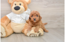 Petite Mini Goldendoodle Poodle Mix Pup