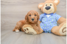 Funny Mini Goldendoodle Poodle Mix Pup