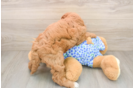 Best Mini Goldendoodle Baby