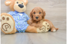 Popular Mini Goldendoodle Poodle Mix Pup