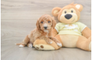 Mini Goldendoodle Pup Being Cute