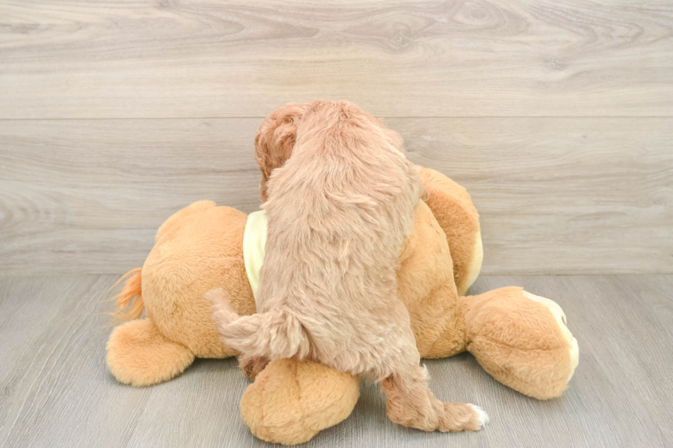 Best Mini Goldendoodle Baby