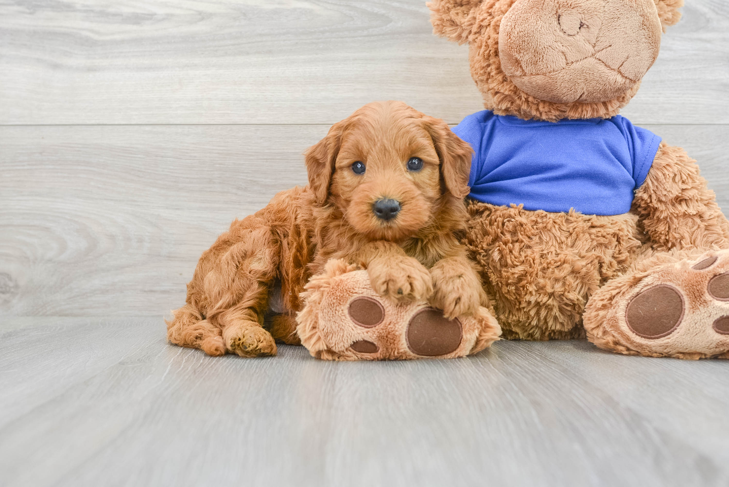 Mini goldendoodle hot sale puppies florida