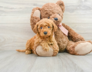 8 week old Mini Goldendoodle Puppy For Sale - Florida Fur Babies