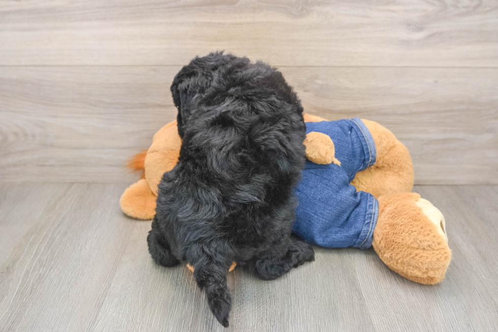 Energetic Golden Doodle Poodle Mix Puppy