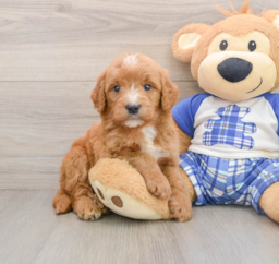 7 week old Mini Goldendoodle Puppy For Sale - Florida Fur Babies