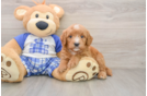 Best Mini Goldendoodle Baby