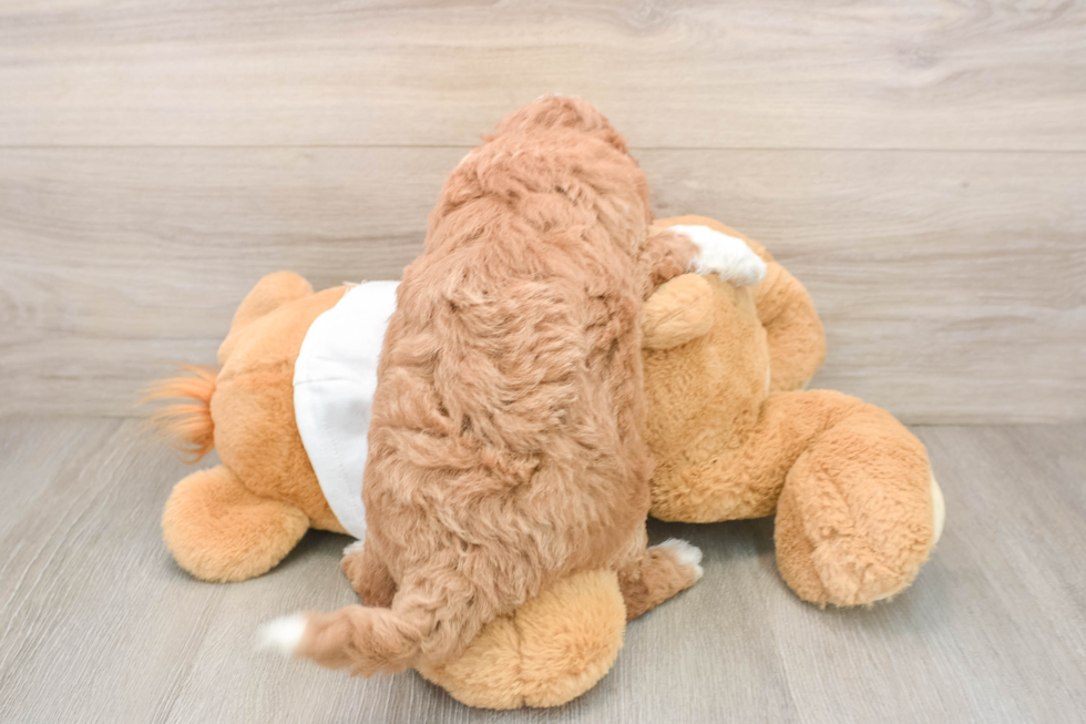 Smart Mini Goldendoodle Poodle Mix Pup