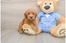 Best Mini Goldendoodle Baby