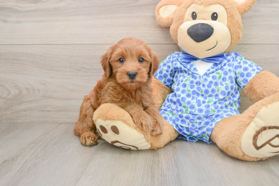 Best Mini Goldendoodle Baby