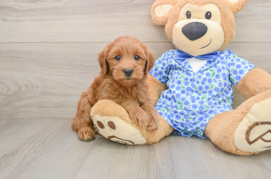 Best Mini Goldendoodle Baby