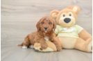 Friendly Mini Goldendoodle Baby