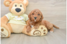 Best Mini Goldendoodle Baby