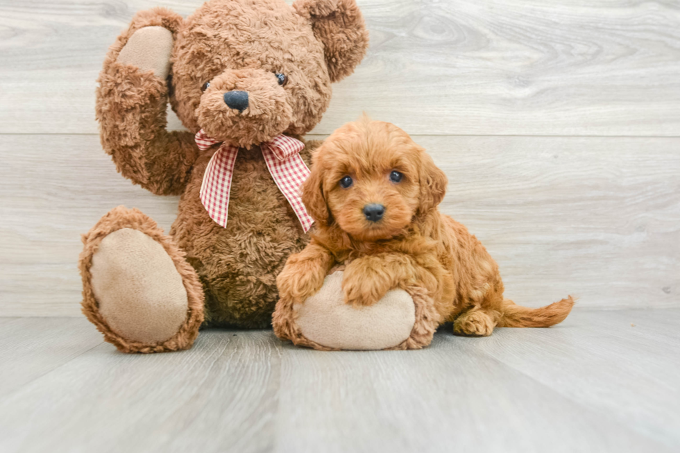 Popular Mini Goldendoodle Poodle Mix Pup