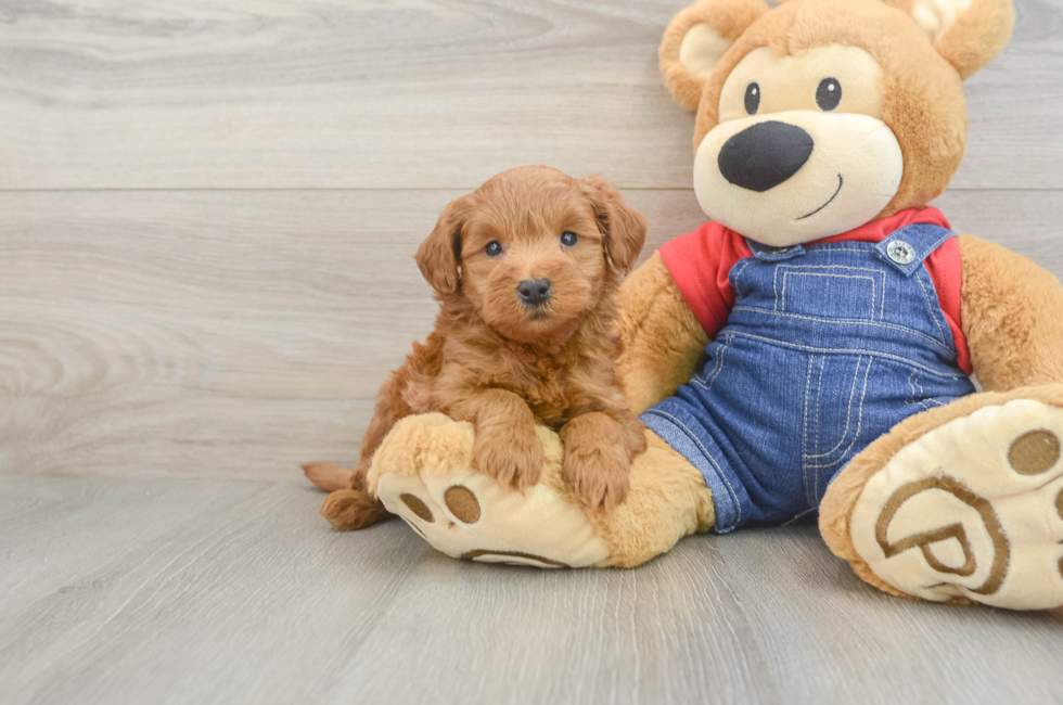 5 week old Mini Goldendoodle Puppy For Sale - Florida Fur Babies