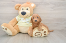 Mini Goldendoodle Puppy for Adoption