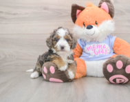 6 week old Mini Goldendoodle Puppy For Sale - Florida Fur Babies