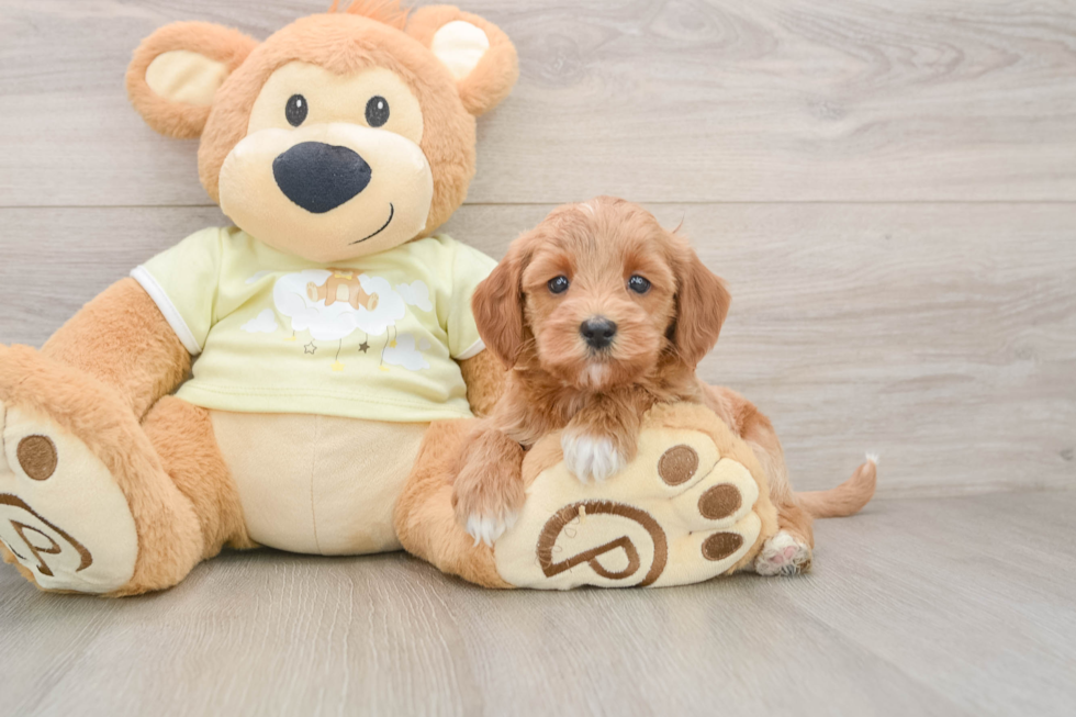 Little Mini Goldenpoo Poodle Mix Puppy