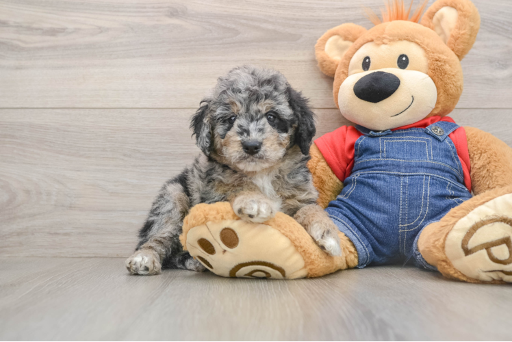 Cute Mini Goldendoodle Baby