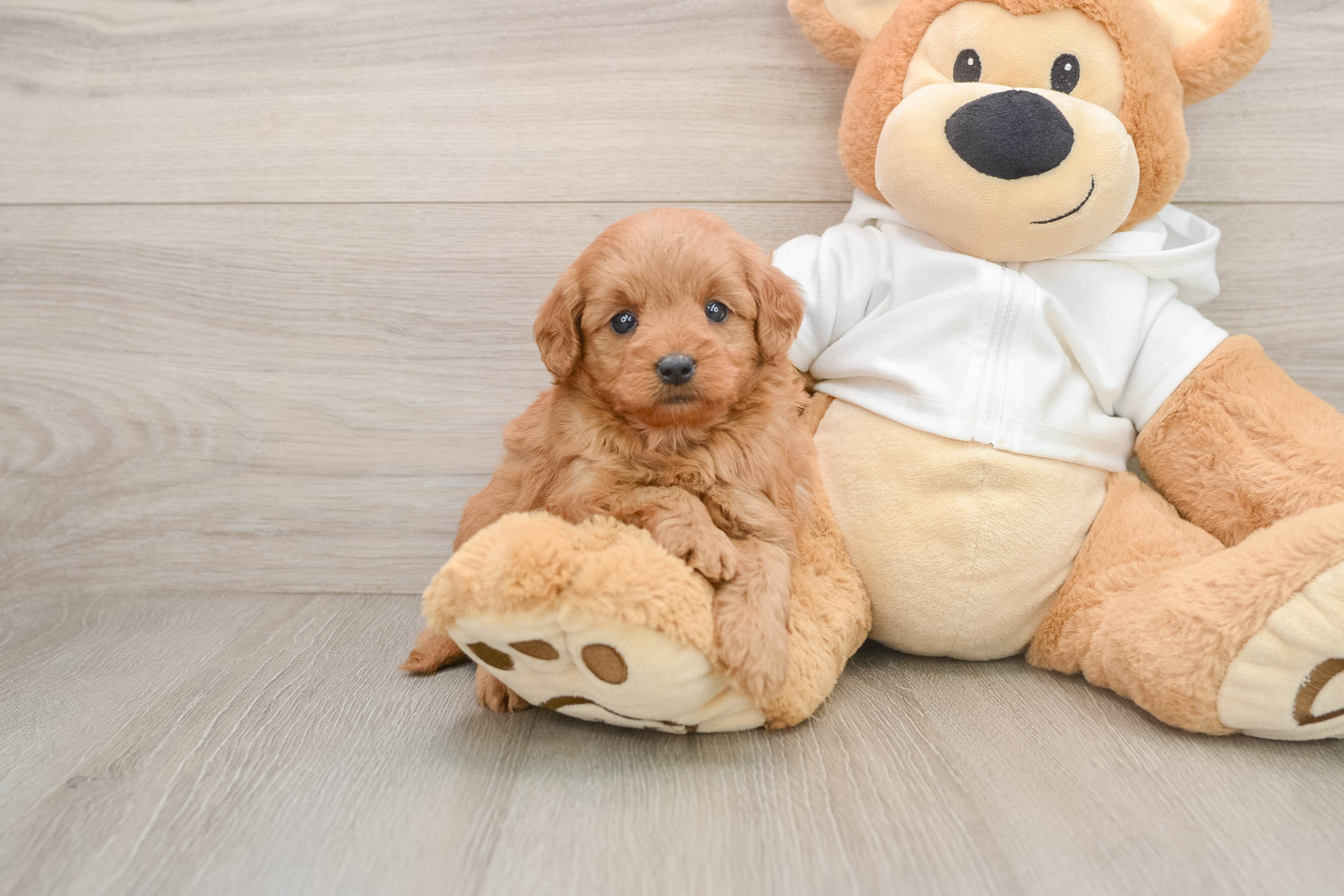Playful Mini Groodle Poodle Mix Puppy