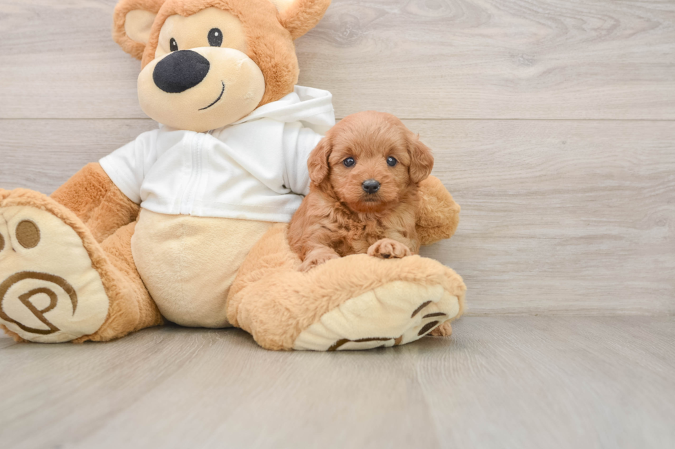 Mini Goldendoodle Pup Being Cute