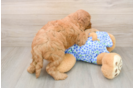 Popular Mini Goldendoodle Poodle Mix Pup