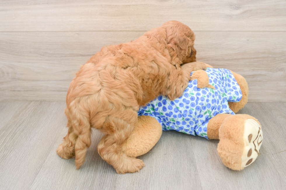 Popular Mini Goldendoodle Poodle Mix Pup